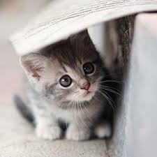 Cat to raise