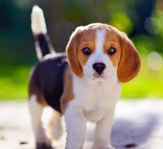 Dog for sale