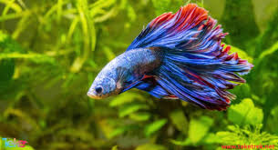 Blue Fighter !!